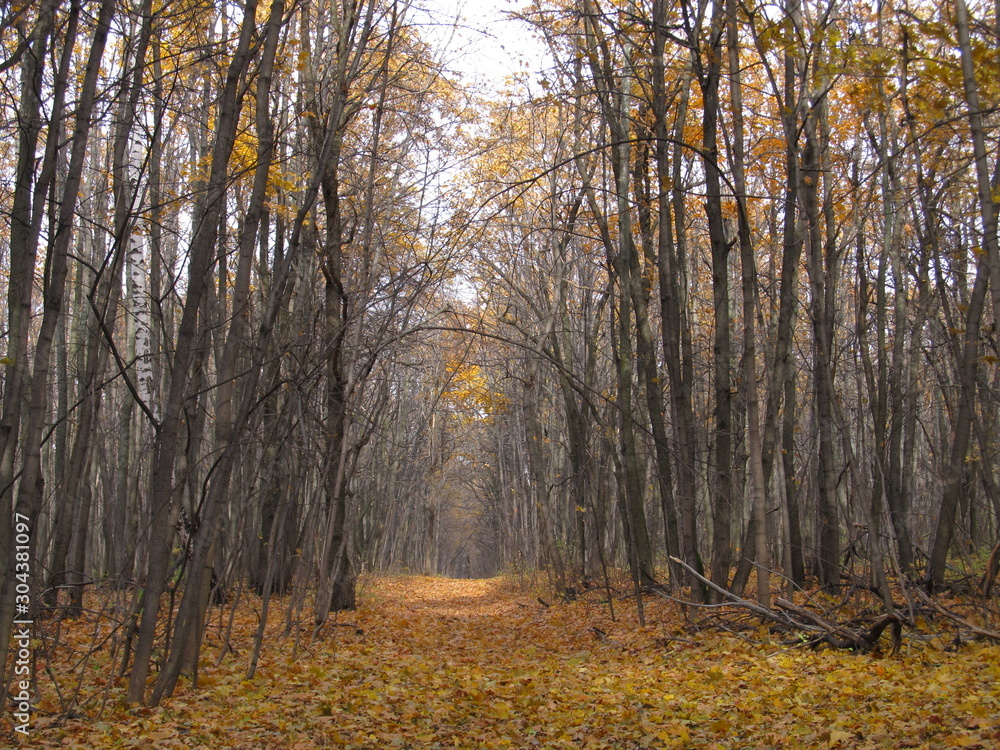 Long, straight path through a Beech forest, trees in autumn colours, mainly yellow and orange leaves