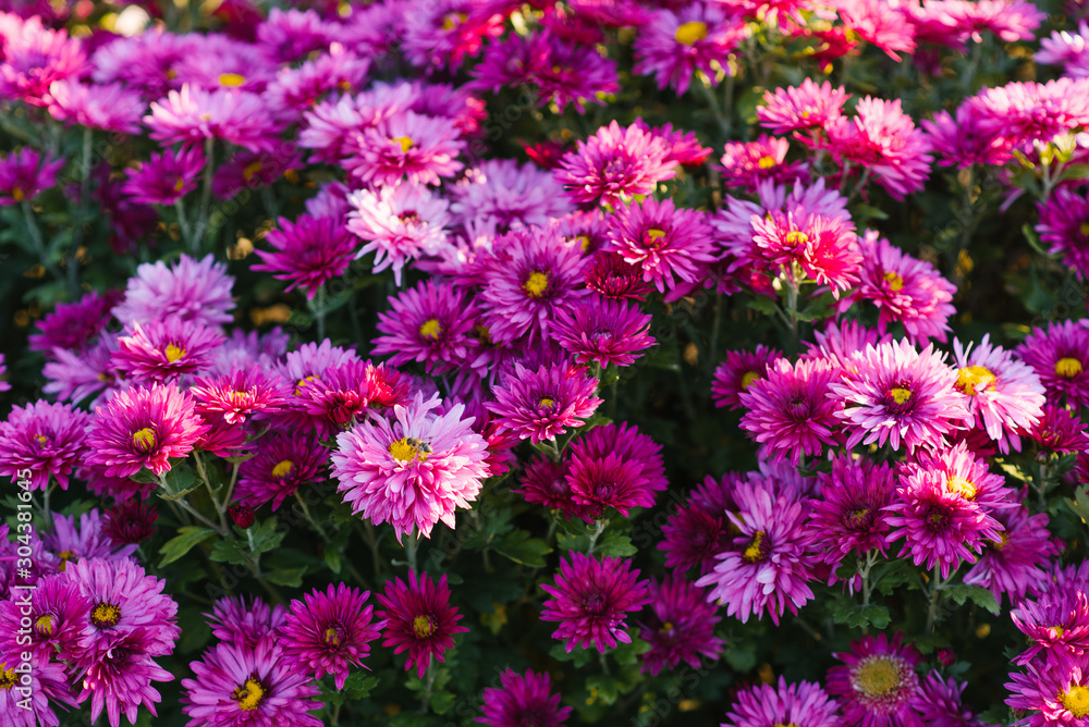 Beautiful purple autumn chrysanthemums in the garden Beautiful purple autumn chrysanthemums in the garden