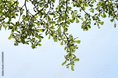 natural tropical green tree leafs with tree brunch in summer time