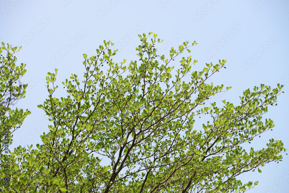 Fototapeta premium natural tropical green tree leafs with tree brunch in summer time