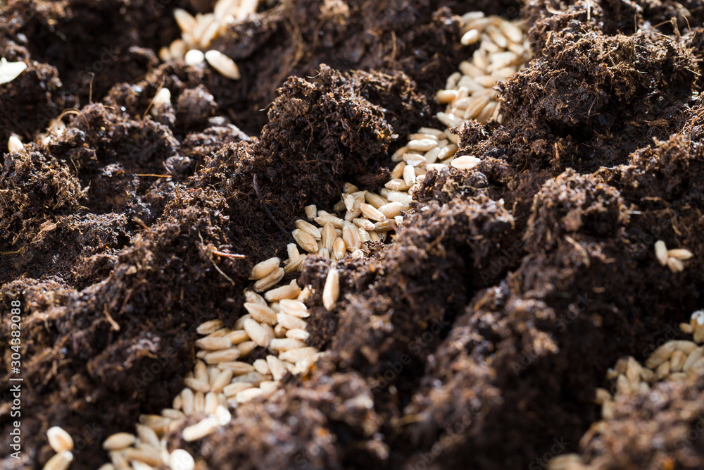 rye grain rye grain