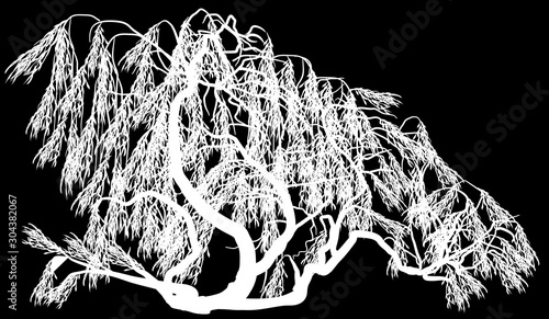 wite weeping willow on black