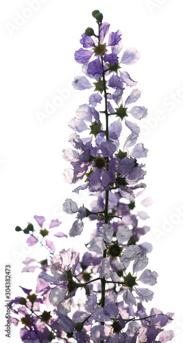 the isolated purple tropical flower and natural tree leafs on tree brunch