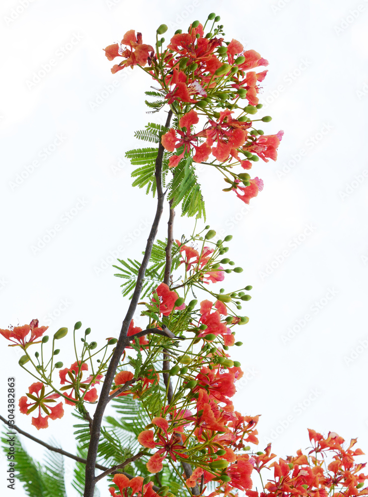 the isolated Red tropical flower and natural tree leafs on tree brunch the isolated Red tropical flower and natural tree leafs on tree brunch
