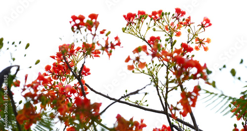 the isolated Red tropical flower and natural tree leafs on tree brunch