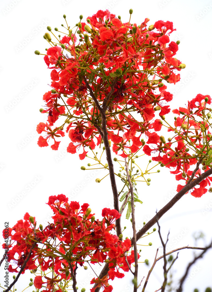 the isolated Red tropical flower and natural tree leafs on tree brunch