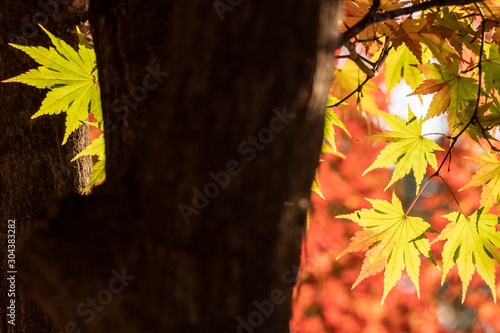 autumn leaves on a background