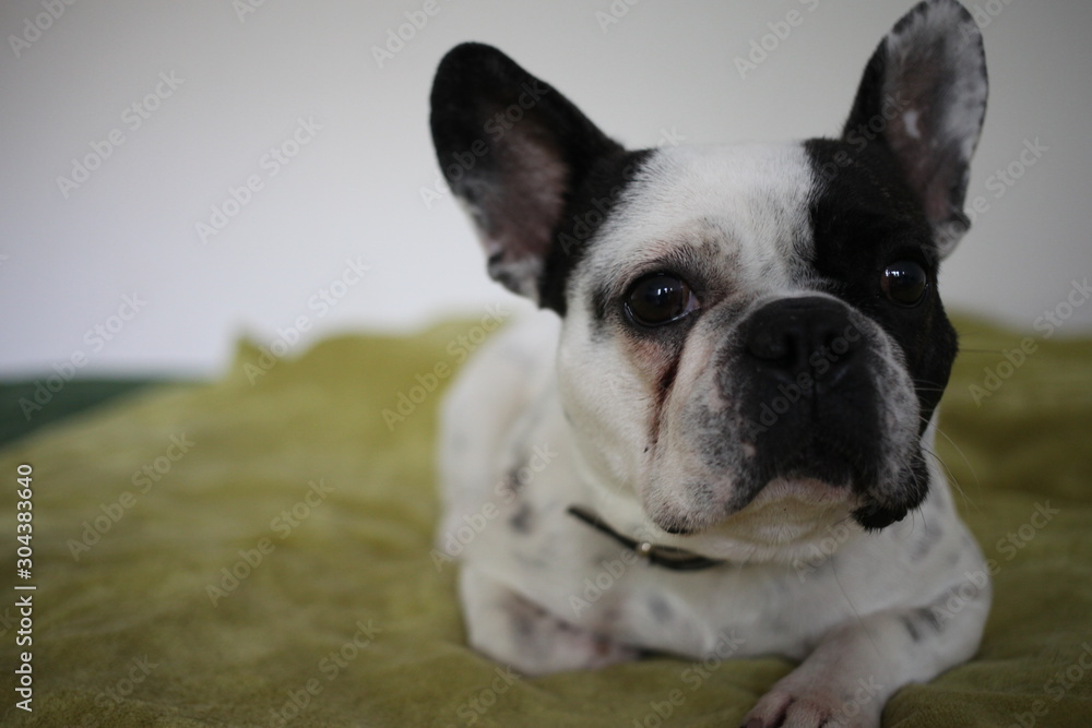 Cute and curious French bulldog on green blanket