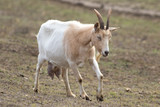 White goat with big udder
