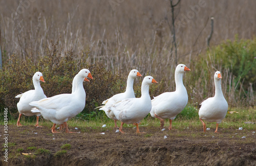 Flock of white domestic geese on the pasture