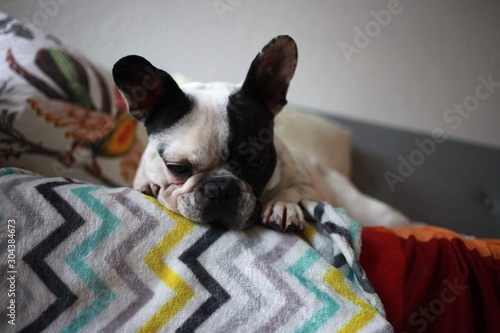 A sweet curious black and white French bulldog