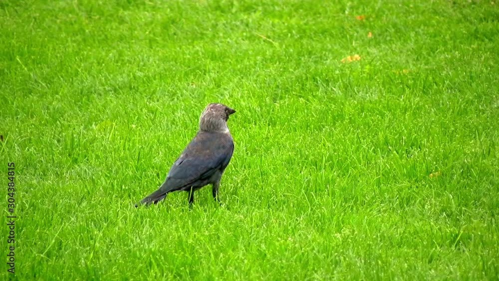Rook, Corvus frugilegus walking on green grass Rook, Corvus frugilegus walking on green grass