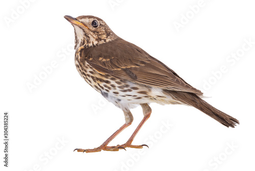 Song thrush isolated on a white background. photo