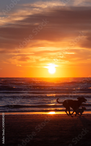 dogs running on sandy beach in the morning during beautiful ocean sunrise at Rivazzurra  Rimini Italy 
