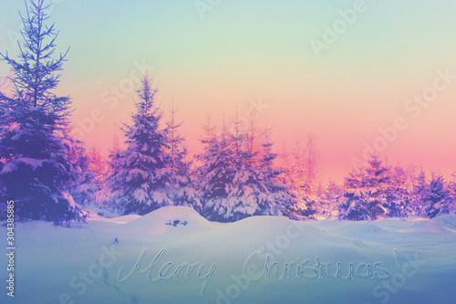 MerryChristmas background with snow covered fir trees.