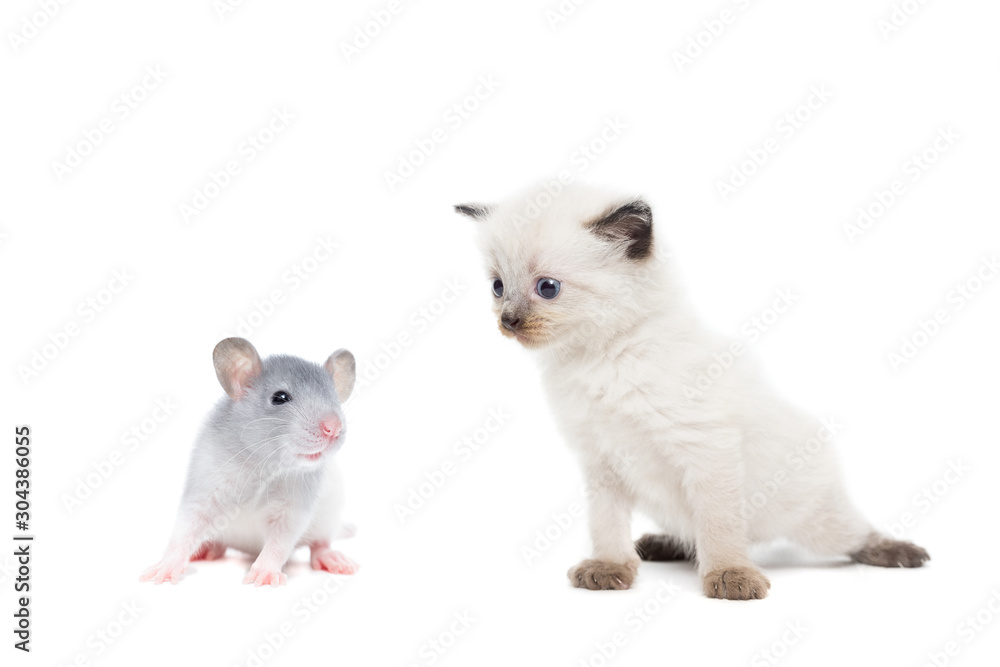 Obraz premium animals on isolated background