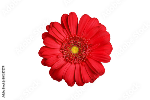 One red gerbera flower on white background isolated close up  orange gerber flower  scarlet daisy head top view  romantic greeting card decoration  decorative design element  botanical floral pattern