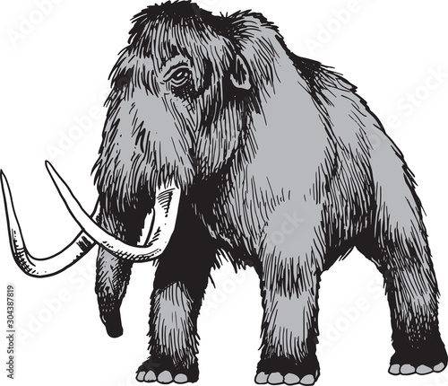 Hand draw mammoth isolated on white background,vector