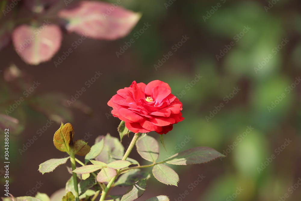 Beautiful roses in garden, roses for Valentine Day