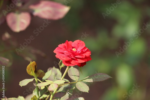 Beautiful roses in garden, roses for Valentine Day