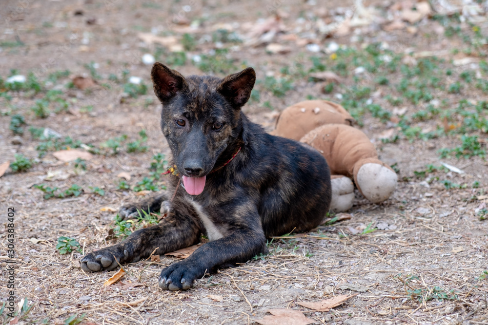 Fototapeta premium Dog playing in garden