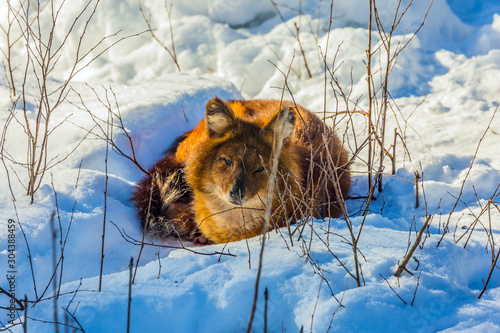 Fluffy redhead fox resting photo