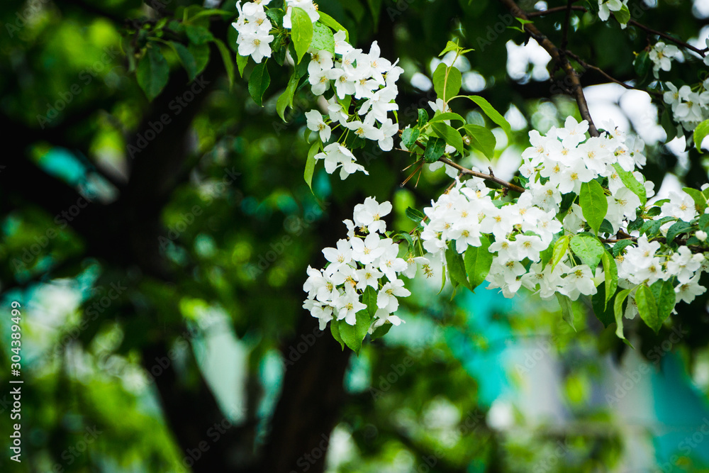 Blooming wild aplle tree in the garden. Selective focus. Blooming wild aplle tree in the garden. Selective focus.