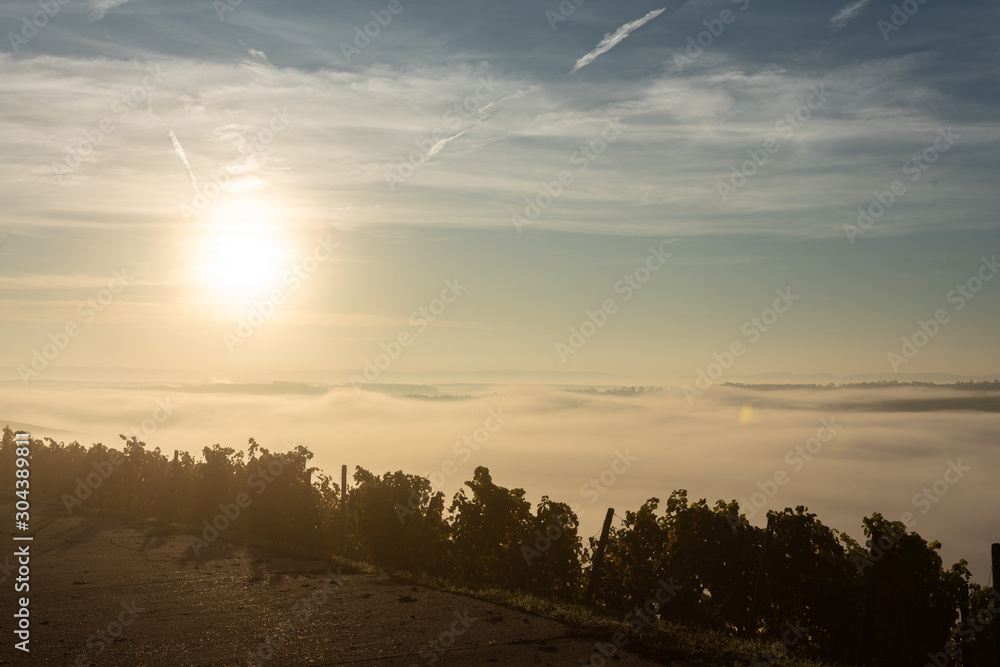 Weg im nebelverhangenen Weinberg im Licht des Sonnenaufgangs