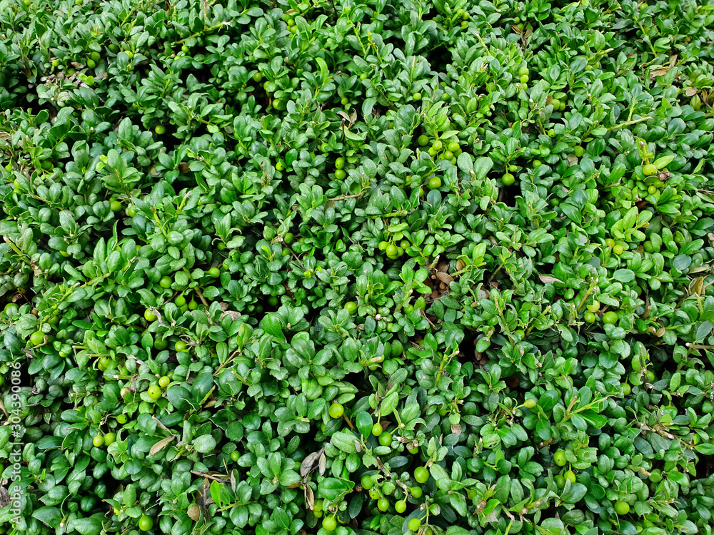 Obraz premium leave for background.green leaf background.