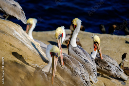 Colorful brown pelicans with yellow heads resting on rocky cliff above Pacific Ocean in La Jolla Marine reserve north of San Diego California photo