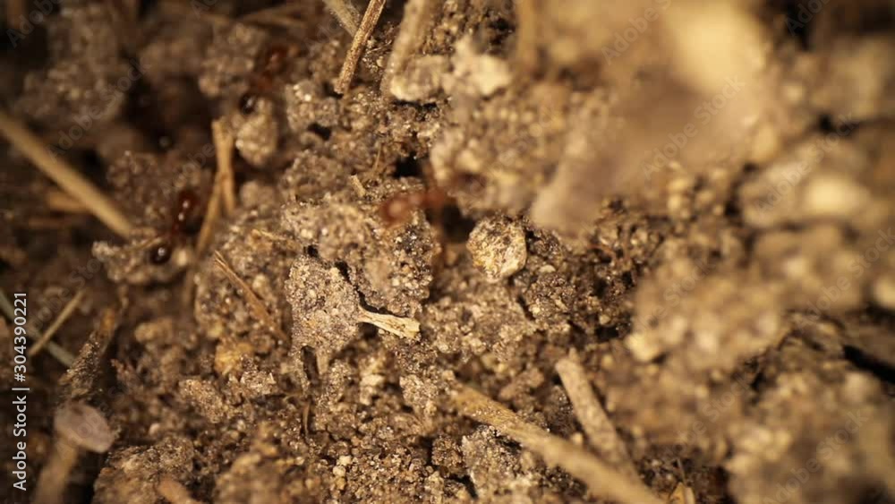 Top down view of disturbed fire ant mound - highly magnified section of dirt where the ants are in and out of the dirt reconstructing their broken mound. Top down view of disturbed fire ant mound - highly magnified section of dirt where the ants are in and out of the dirt reconstructing their broken mound.