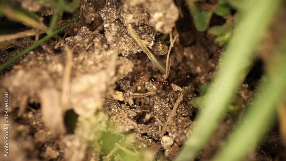 Top down view of disturbed fire ant mound - ants moving about broken dirt, one ant moving a large piece of grass to a another spot. Top down view of disturbed fire ant mound - ants moving about broken dirt, one ant moving a large piece of grass to a another spot.