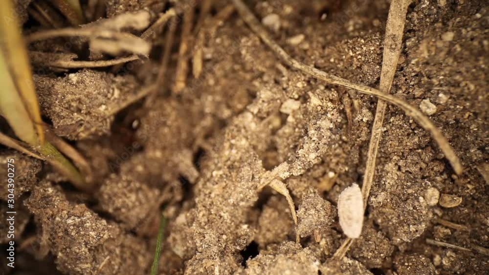 Top down view of disturbed fire ant mound - white shelled bug moving down a piece of dead grass, ants moving about, burrowing in the dirt. Then panning down to show white bug moving away quickly. Top down view of disturbed fire ant mound - white shelled bug moving down a piece of dead grass, ants moving about, burrowing in the dirt. Then panning down to show white bug moving away quickly.