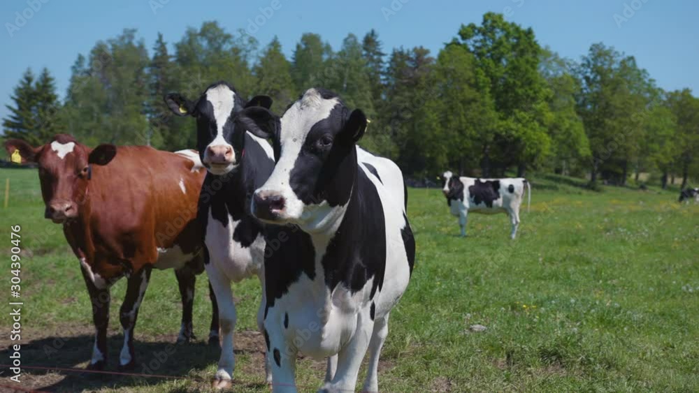 Three curious Swedish milkcows stands around on a green field on a summers day with blue sky and sun near a forest. Friends, group. Slowmotion. Three curious Swedish milkcows stands around on a green field on a summers day with blue sky and sun near a forest. Friends, group. Slowmotion.