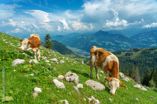 Cows grazing in tyrol alm Austria on the mountains milk cheese advertisement