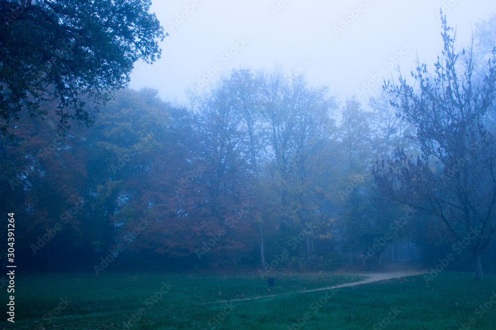 arbre de foret brouillard - obrazy, fototapety, plakaty 