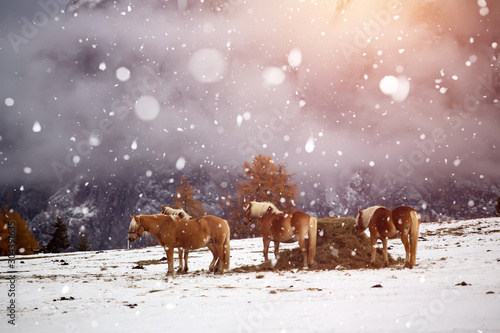 Horses in snow at Seiser Alm, South Tyrol, Italy