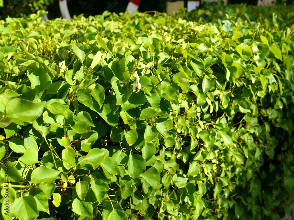 Obraz premium Photo of a green fencing made of lilac bush plants with bright green leaves.