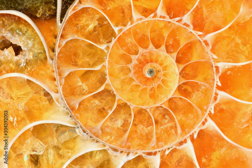 Beautiful bright amber-colored ammonite shell. Ancient fossil in macro close up.  photo