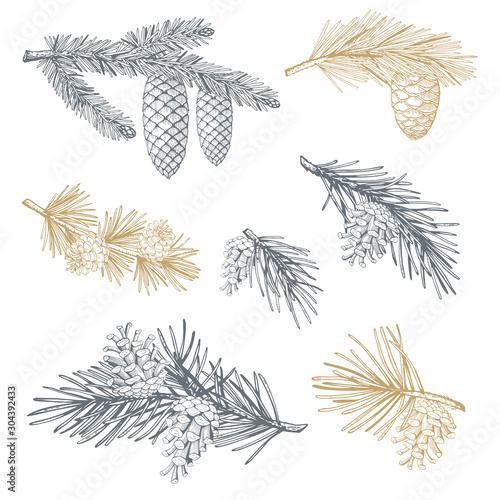 Hand drawn set with pine cones and branches. Vector illustrations