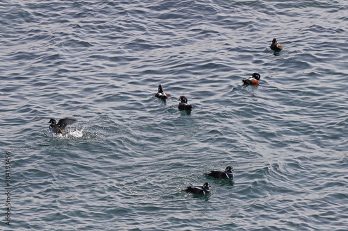 Harlequin ducks (Histrionicus histrionicus) flock swimming on the sea surface. Group of wild ducks in natural habitat.