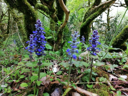 Orchis photo