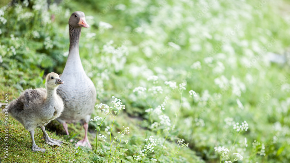 Goose and gosling. A spring rural scene with a protective mother goose and her young chick. Focus on the gosling with bokeh copy space. Goose and gosling. A spring rural scene with a protective mother goose and her young chick. Focus on the gosling with bokeh copy space.