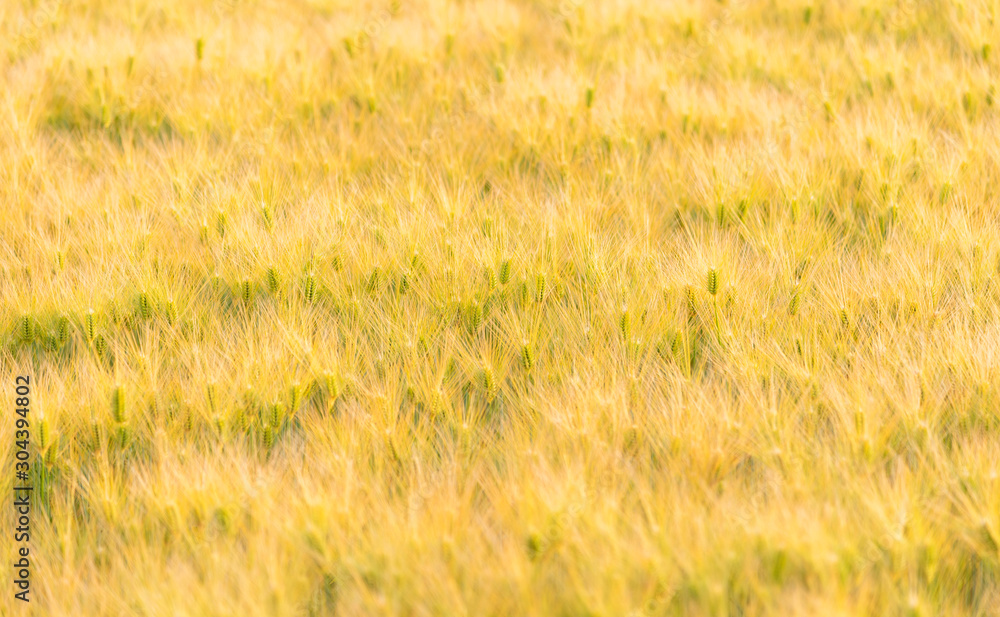 Rye of barley plants harvest and agriculture background Rye of barley plants harvest and agriculture background