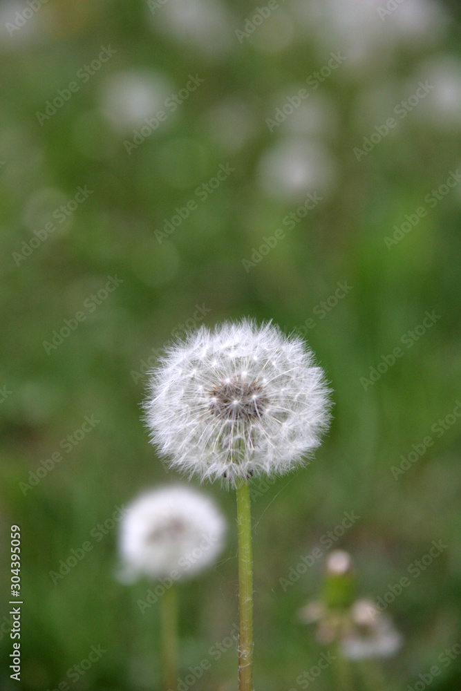 Dandelion