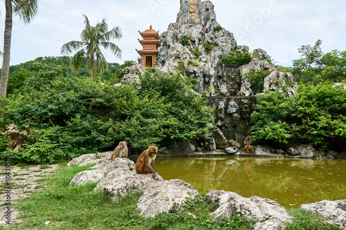 Macaque monkey sitting next to lake on monkey Island, Vietnam, Nha Trang