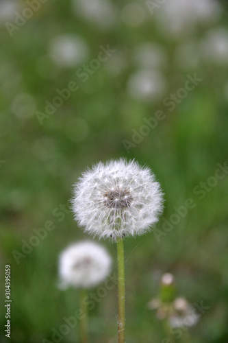 Dandelion