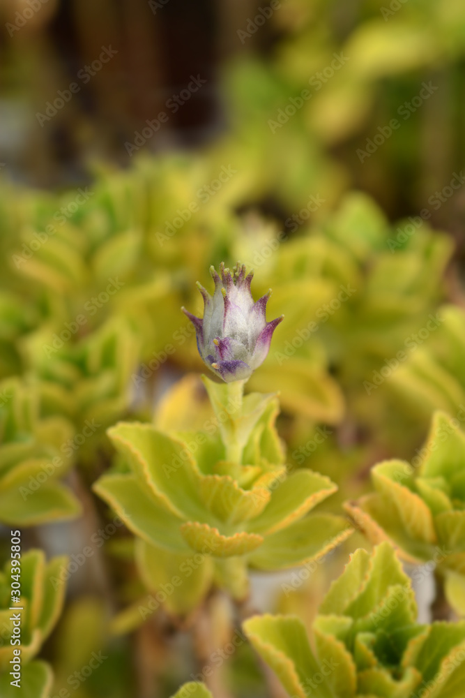 Scaredy Cat Plant Scaredy Cat Plant