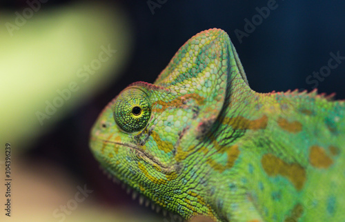 Portrait of beautiful green chameleon chameleon, Chamaeleo calyptratus, on a branch looking at the camera. I follow you
