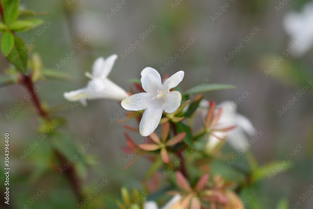 Obraz premium Glossy abelia